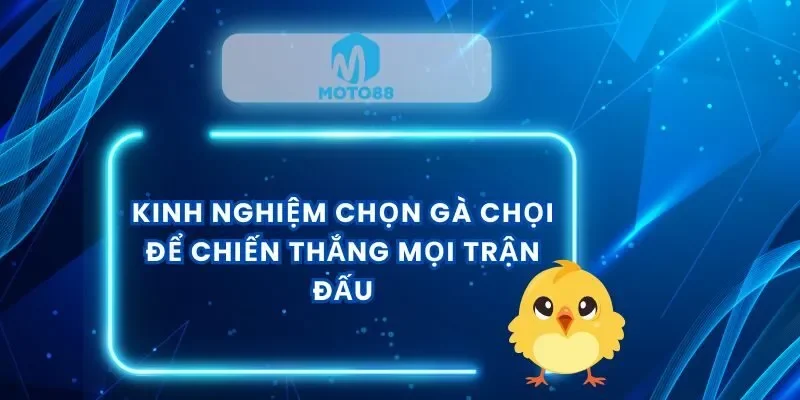 kinh-nghiem-chon-ga-choi